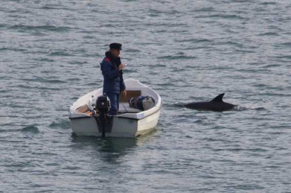 17 January 2021 - 10-43-23
First sight of the pod this morning. It was about an hour and a half later before they departed. 
--------------------------
Dolphins in the river Dart, Dartmouth